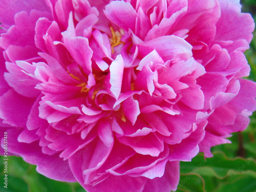 pink peony flower closeup