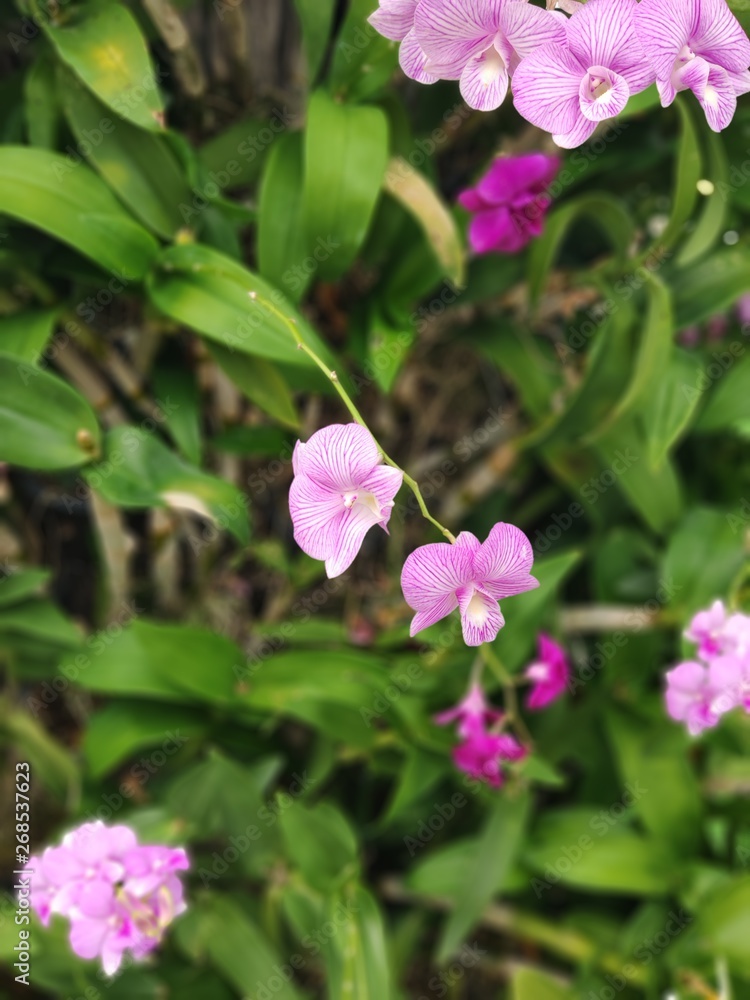 pink flowers in the garden pink flowers in the garden