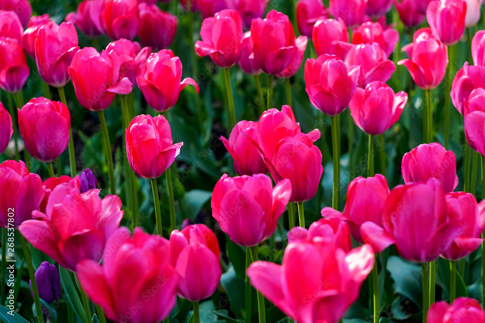bright pink tulips and green leaves close up, background image bright pink tulips and green leaves close up, background image