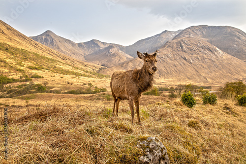 Red Deer in the Scottish Highlands near Glen Coe