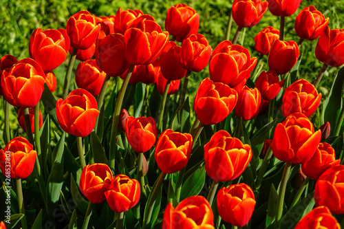 bright red tulips close up