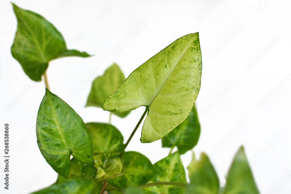 Exotic Syngonium podophyllum 'Pixi' or 'Arrow' Arrowhead Vine plant on white background Exotic Syngonium podophyllum 'Pixi' or 'Arrow' Arrowhead Vine plant on white background