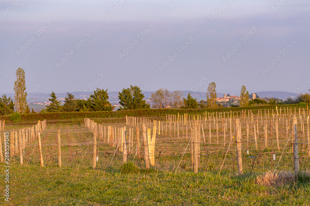 Wooden poles with stretched metal wire support the vineyard. Young leaves on an old french vine lit by evening light. Toned image.