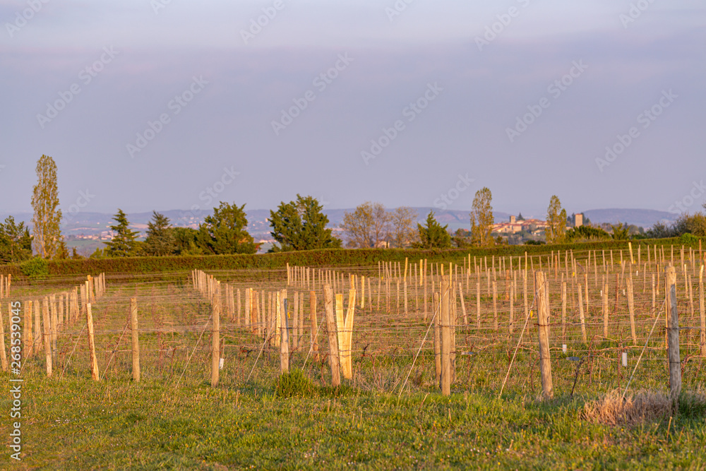 Fototapeta premium Wooden poles with stretched metal wire support the vineyard. Young leaves on an old french vine lit by evening light. Toned image.