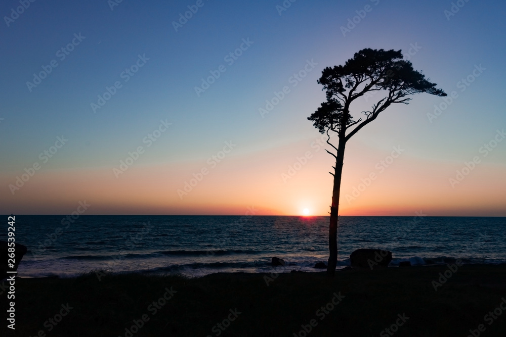 sunset on the sea. tree silhouette at sunset