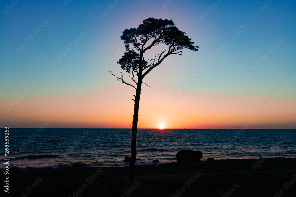 sunset on the sea. tree silhouette at sunset sunset on the sea. tree silhouette at sunset