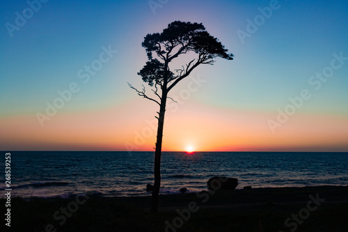 sunset on the sea. tree silhouette at sunset
