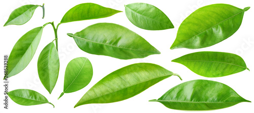 Isolated leaves. Collection of orange tree leaves and branches isolated on white background with clipping path