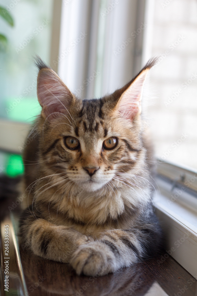 A picture of a Maine Coon kitten sitting on a window-sill near an open window A picture of a Maine Coon kitten sitting on a window-sill near an open window