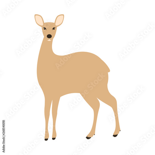 antelope , vector illustration,flat style,front