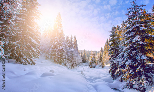 Wonderful Picturesque Winter Landscape. Scenic image of fairy-tale Woodland in sunlit. Beautiful winter landscape with snow covered trees under Sunlight at Sunset photo