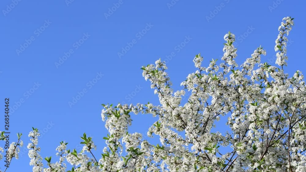 True color close view of cherry tree flowers on a blue sky background True color close view of cherry tree flowers on a blue sky background