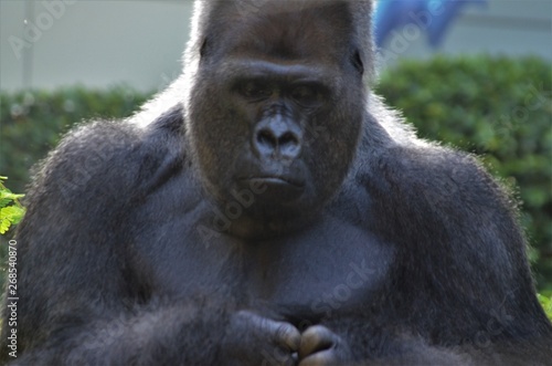 Gorilla Portrait