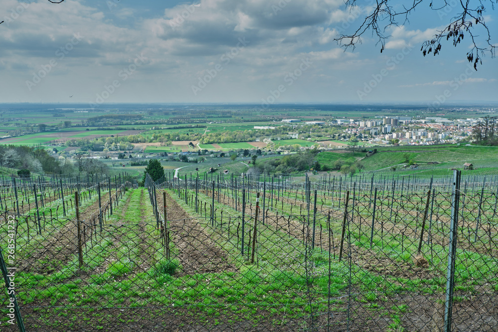 Blick vom Weinberg in Heppenheim