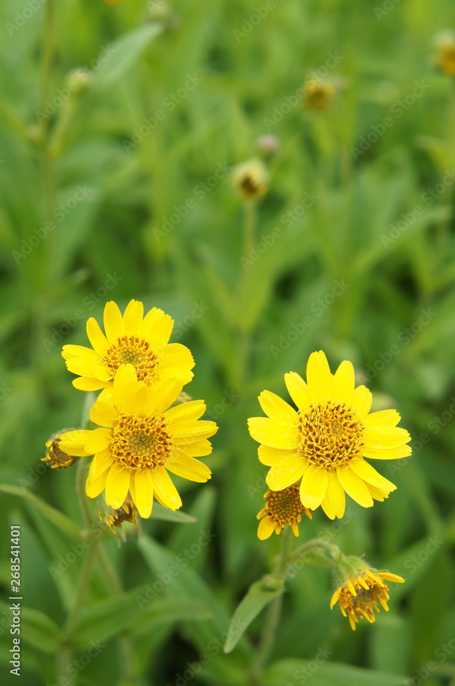 Arnica foliosa yellow flowers with green grass vertical Arnica foliosa yellow flowers with green grass vertical