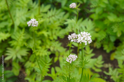 valeriana officinalis valerian blossoming herb