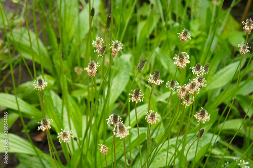 Plantago lanceolata ribwort plantain green plant photo