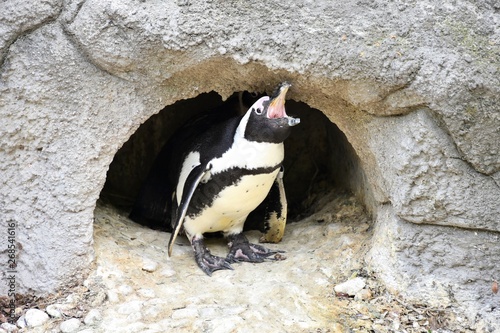 Funny african penguin in the stone cave. Little endangered penguins sitting on a rock. African penguin ( Spheniscus demersus) also known as the jackass penguin and black-footed penguin.  photo