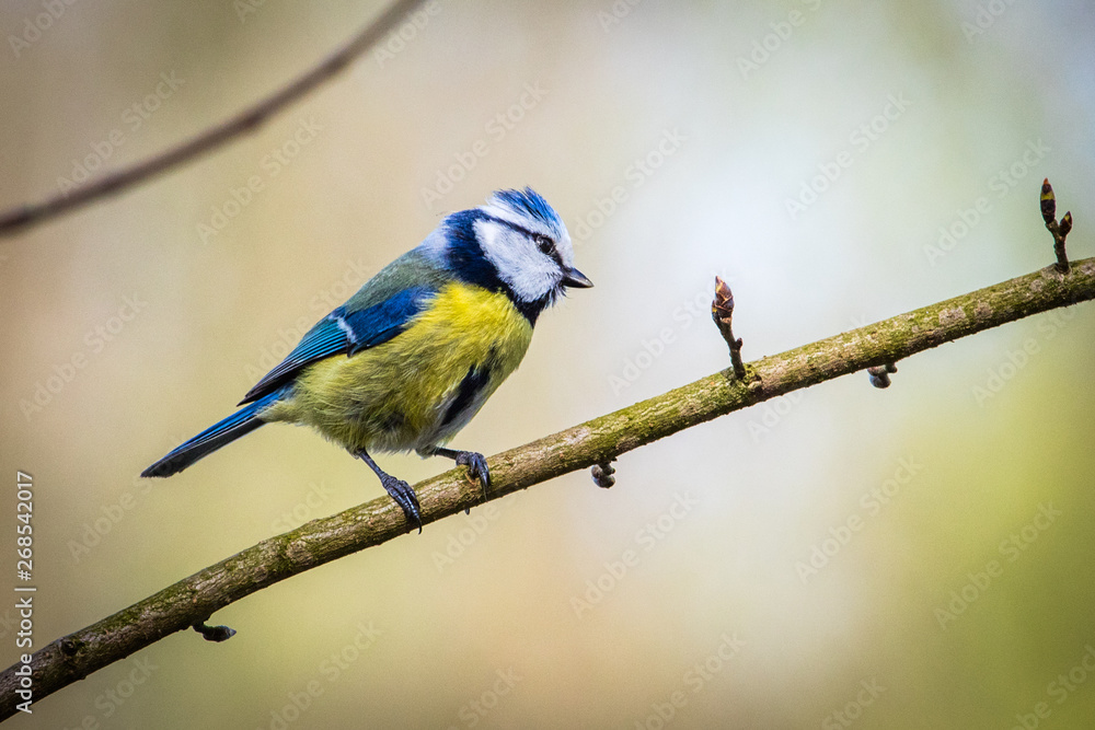 Mésange bleue