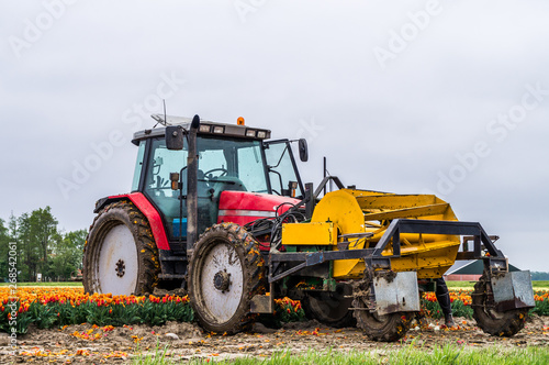 Close up low angle photo of flower harvesting machine combine staying in the field of orange tulips during tulip harvest season in the Netherlands  Flevoland 