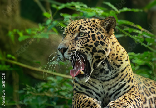 Photography Jaguar - Panthera onca a wild cat species, the only extant member of Panthera na