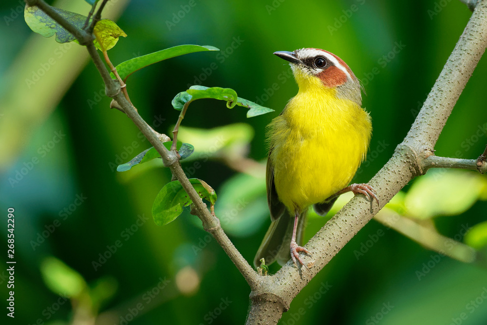 Rufous-capped Warbler - Basileuterus rufifrons, Chestnut-capped warbler - Basileuterus delattrii  a New World warbler native from Mexico south to Central America