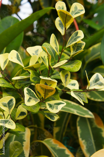 Ficus diversifolia variegata green plant photo