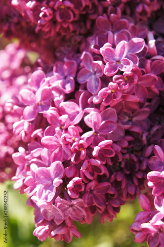 Purple syringa or lilac many flowers close up vertical
