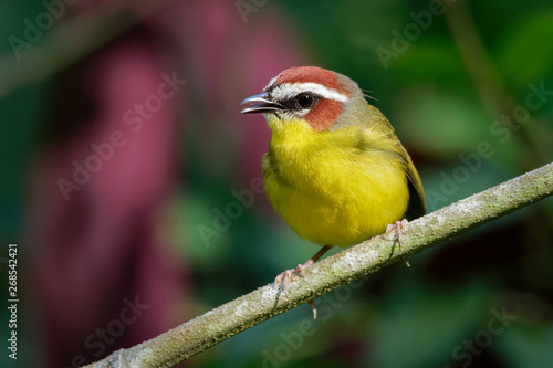 Rufous-capped Warbler - Basileuterus rufifrons, Chestnut-capped warbler - Basileuterus delattrii  a New World warbler native from Mexico south to Central America photo