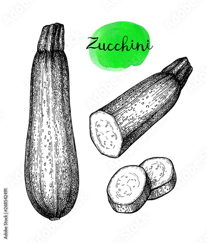 Ink sketch of zucchini