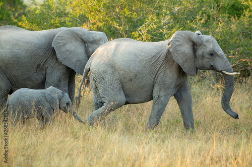 Elephant herd stressed by hyaena presence 