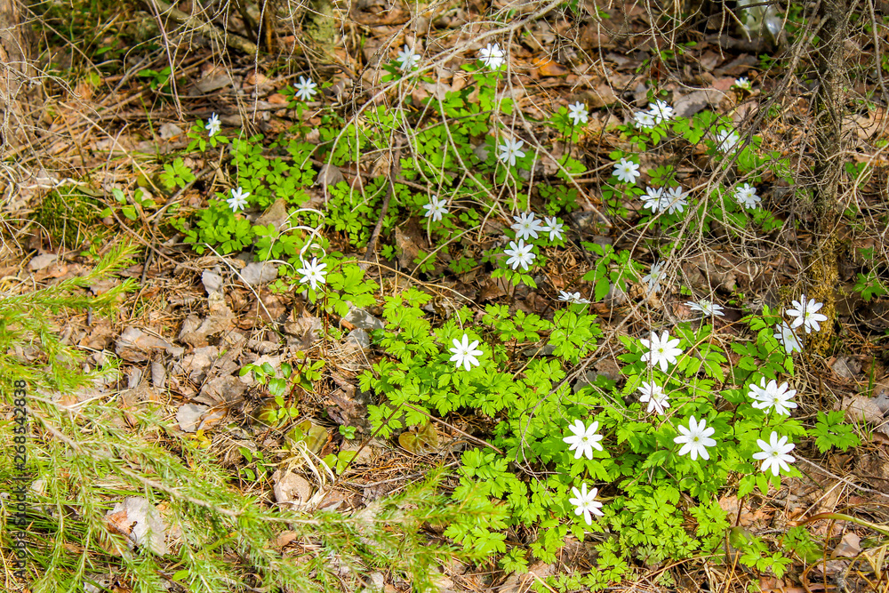 flowers flowers