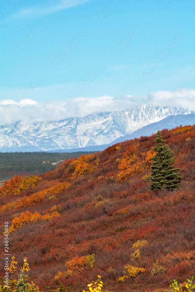Bright orange and red folliage cover a small hillside with snow covered mountains in the distance