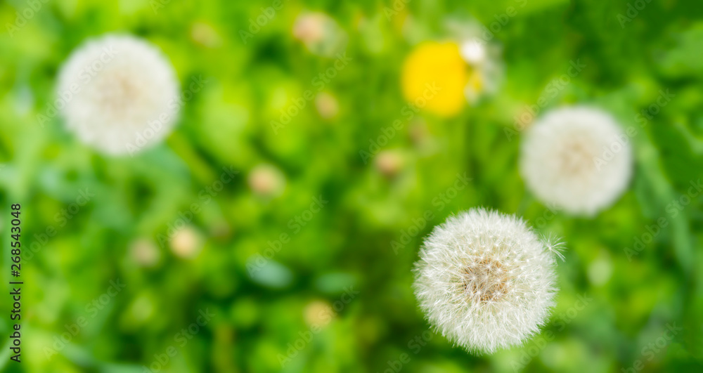 White balls of flowers dandelions on green grass background. White balls of flowers dandelions on green grass background.
