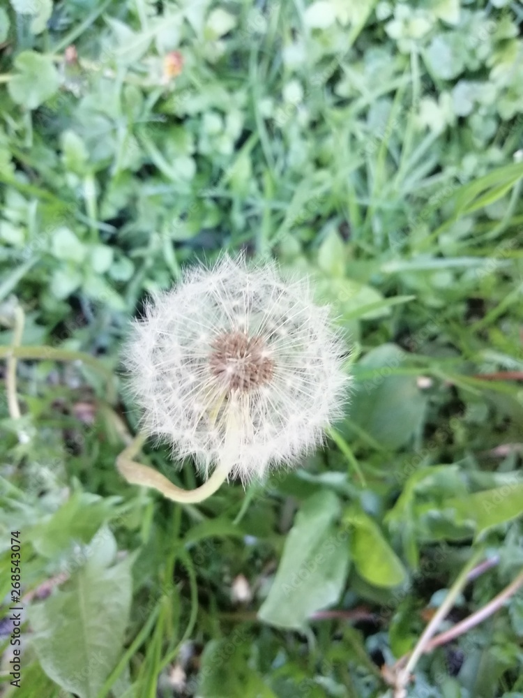 white dandelion on green grass background    