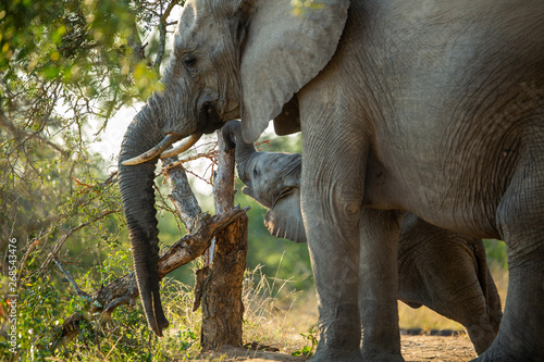 Breeding herd of elephant shyly feeding and drinking in the think bush