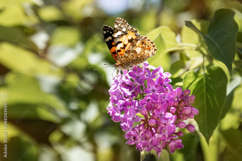 A butterfly sitting on a branch of blooming lilac A butterfly sitting on a branch of blooming lilac
