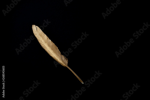 one gold feathers on a black background