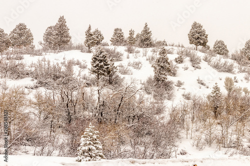 Picturesque winter snow scene on a hill in Kamas, Utah, USA.  © stellamc