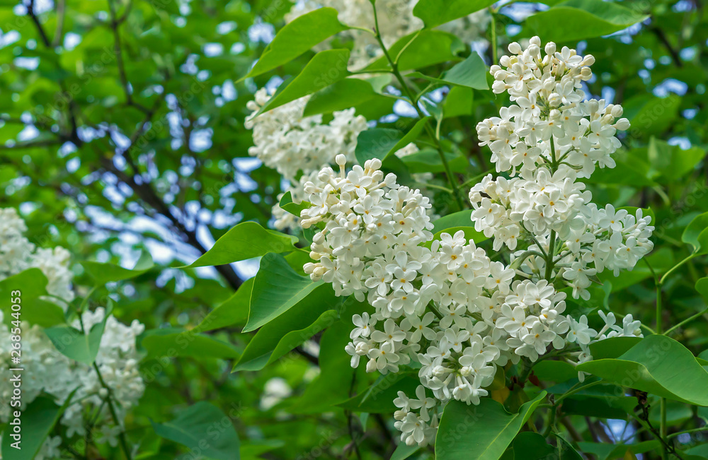 White lilac on a tree branch. Floral background of white lilac. White lilac on a tree branch. Floral background of white lilac.