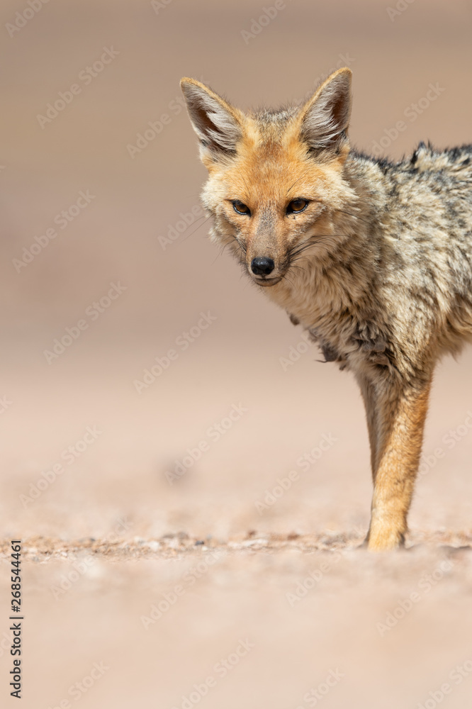 Portrait of culpeo (Lycalopex culpaeus) or Andean fox, at the Siloli desert in Eduardo Avaroa Andean Fauna National Reserve Portrait of culpeo (Lycalopex culpaeus) or Andean fox, at the Siloli desert in Eduardo Avaroa Andean Fauna National Reserve