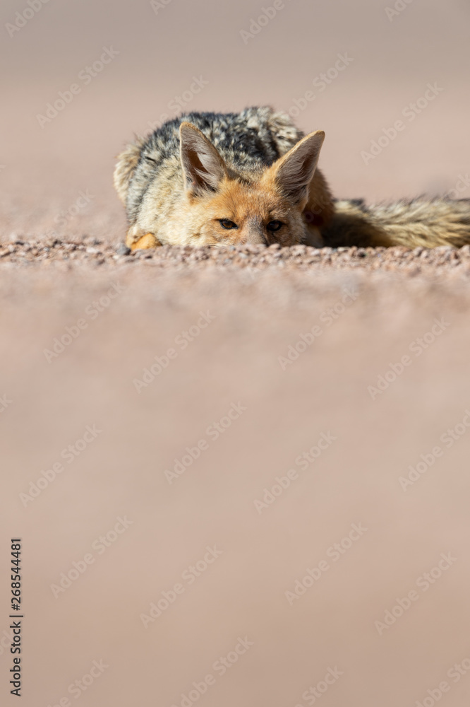 Portrait of culpeo (Lycalopex culpaeus) or Andean fox, at the Siloli desert in Eduardo Avaroa Andean Fauna National Reserve Portrait of culpeo (Lycalopex culpaeus) or Andean fox, at the Siloli desert in Eduardo Avaroa Andean Fauna National Reserve