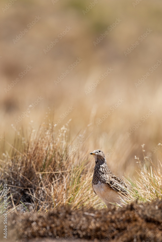 Female grey-breasted seedsnipe in a grassland in the Bolivian Altiplano Female grey-breasted seedsnipe in a grassland in the Bolivian Altiplano
