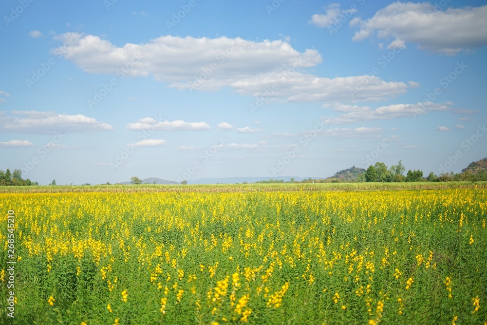 Fototapeta premium yellow field of oilseed rape