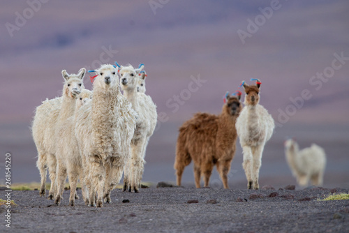 Fototapeta Naklejka Na Ścianę i Meble -  curious herd of alpacas in the bolivian altiplano