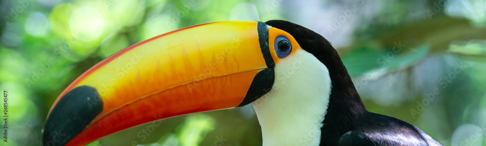 Φωτογραφία Toco Toucan in rainforest vegetation near the Bolivian side of the Pantanal