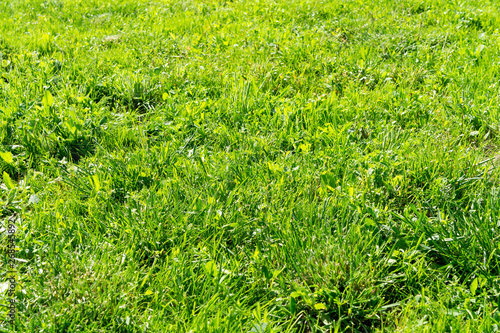 green grass field 