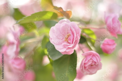 Very beautiful flowering pink apple