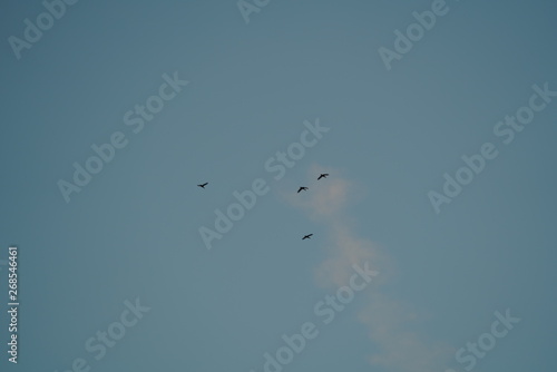 real flock of early summer birds in sunset sky