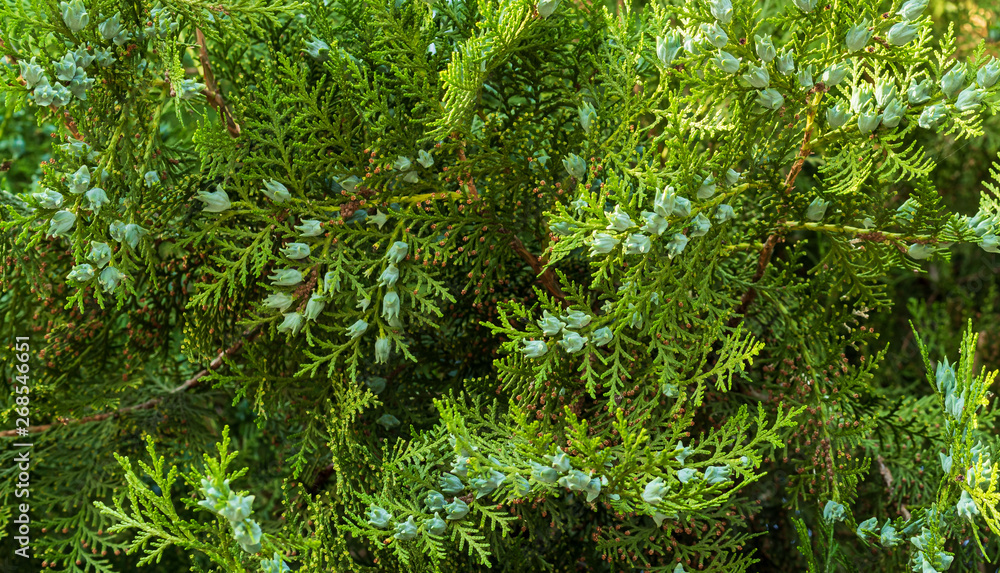 green bumps on cypress